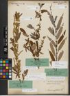 Foto von Salix triandra subsp. amygdalina (L.) Schübl. & G. Martens